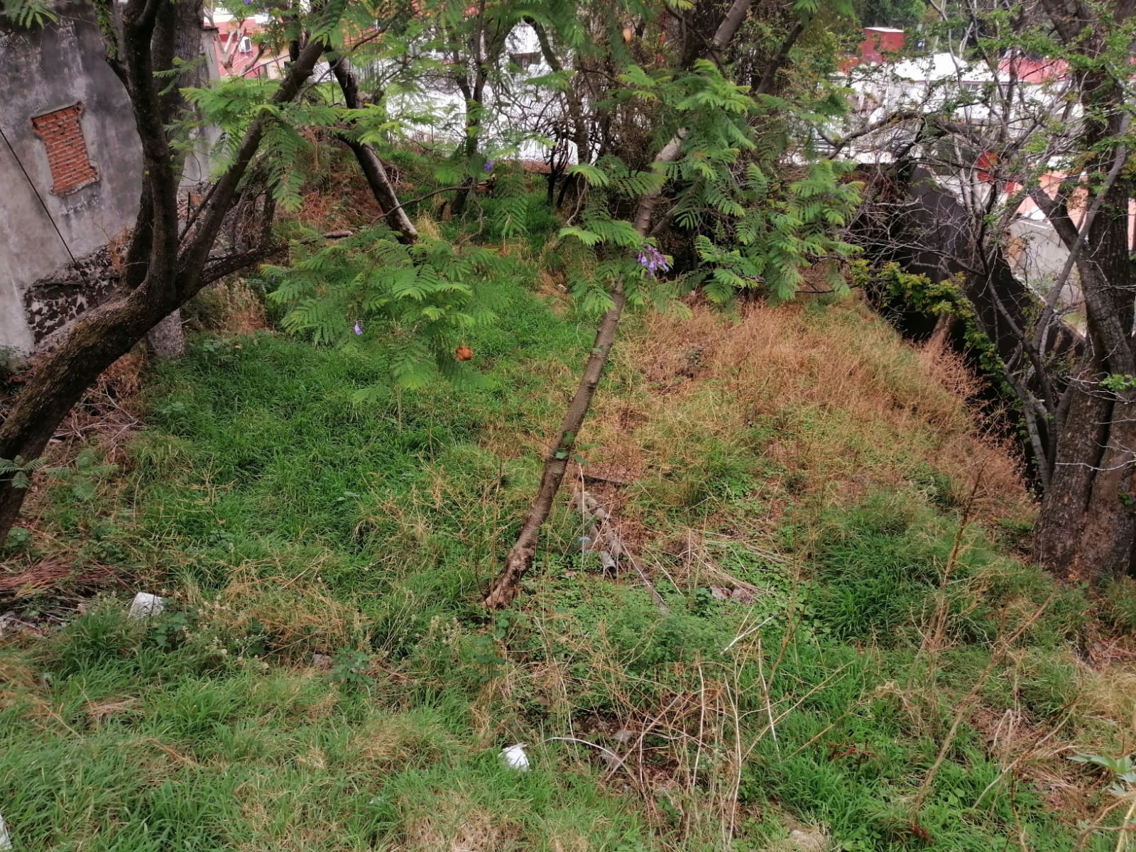 Sra. Medellin.com