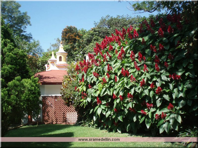 Sra. Medellin.com