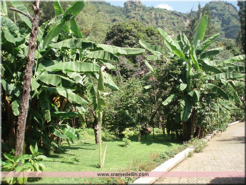Sra. Medellin.com